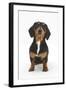 Portrait of Tricolour Dachshund Bitch Sitting-Mark Taylor-Framed Photographic Print