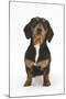 Portrait of Tricolour Dachshund Bitch Sitting-Mark Taylor-Mounted Photographic Print