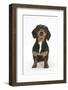 Portrait of Tricolour Dachshund Bitch Sitting-Mark Taylor-Framed Photographic Print