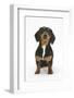 Portrait of Tricolour Dachshund Bitch Sitting-Mark Taylor-Framed Photographic Print