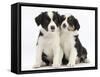 Portrait of Two Border Collie Puppies, 6 Weeks-Mark Taylor-Framed Stretched Canvas