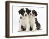 Portrait of Two Border Collie Puppies, 6 Weeks-Mark Taylor-Framed Photographic Print