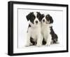 Portrait of Two Border Collie Puppies, 6 Weeks-Mark Taylor-Framed Photographic Print