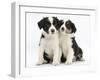 Portrait of Two Border Collie Puppies, 6 Weeks-Mark Taylor-Framed Photographic Print