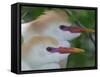 Portrait of Two Cattle Egrets in Breeding Plumage at St. Augustine Alligator Farm, St. Augustine-Arthur Morris-Framed Stretched Canvas