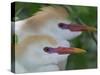 Portrait of Two Cattle Egrets in Breeding Plumage at St. Augustine Alligator Farm, St. Augustine-Arthur Morris-Stretched Canvas