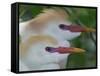 Portrait of Two Cattle Egrets in Breeding Plumage at St. Augustine Alligator Farm, St. Augustine-Arthur Morris-Framed Stretched Canvas