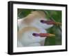 Portrait of Two Cattle Egrets in Breeding Plumage at St. Augustine Alligator Farm, St. Augustine-Arthur Morris-Framed Photographic Print