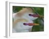 Portrait of Two Cattle Egrets in Breeding Plumage at St. Augustine Alligator Farm, St. Augustine-Arthur Morris-Framed Photographic Print