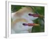 Portrait of Two Cattle Egrets in Breeding Plumage at St. Augustine Alligator Farm, St. Augustine-Arthur Morris-Framed Photographic Print