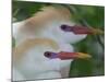 Portrait of Two Cattle Egrets in Breeding Plumage at St. Augustine Alligator Farm, St. Augustine-Arthur Morris-Mounted Photographic Print