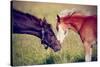 Portrait of Two Foals.-AZALIA-Stretched Canvas