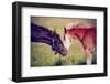 Portrait of Two Foals.-AZALIA-Framed Photographic Print