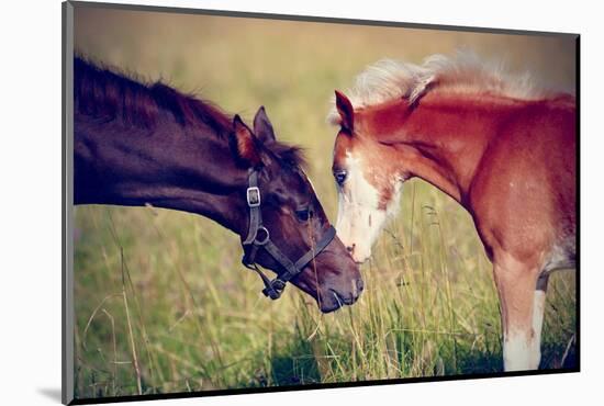 Portrait of Two Foals.-AZALIA-Mounted Photographic Print