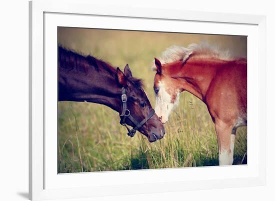 Portrait of Two Foals.-AZALIA-Framed Photographic Print