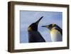 Portrait of two King penguins, Aptenodytes patagonica.-Sergio Pitamitz-Framed Photographic Print