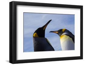 Portrait of two King penguins, Aptenodytes patagonica.-Sergio Pitamitz-Framed Photographic Print