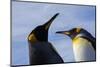 Portrait of two King penguins, Aptenodytes patagonica.-Sergio Pitamitz-Mounted Photographic Print
