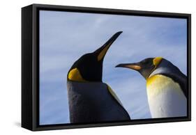 Portrait of two King penguins, Aptenodytes patagonica.-Sergio Pitamitz-Framed Stretched Canvas