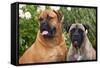 Portrait of two Mastiffs, California, USA-Zandria Muench Beraldo-Framed Stretched Canvas