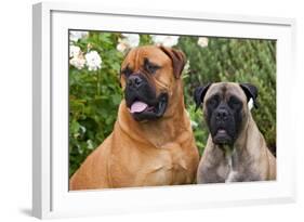 Portrait of two Mastiffs, California, USA-Zandria Muench Beraldo-Framed Photographic Print