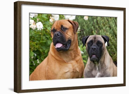 Portrait of two Mastiffs, California, USA-Zandria Muench Beraldo-Framed Photographic Print