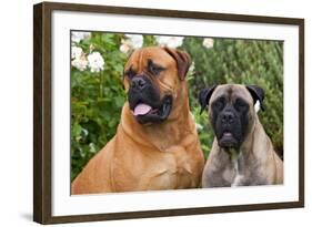 Portrait of two Mastiffs, California, USA-Zandria Muench Beraldo-Framed Photographic Print