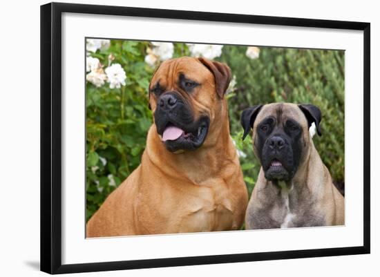 Portrait of two Mastiffs, California, USA-Zandria Muench Beraldo-Framed Photographic Print