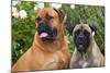 Portrait of two Mastiffs, California, USA-Zandria Muench Beraldo-Mounted Photographic Print