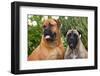 Portrait of two Mastiffs, California, USA-Zandria Muench Beraldo-Framed Photographic Print