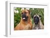 Portrait of two Mastiffs, California, USA-Zandria Muench Beraldo-Framed Photographic Print