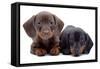 Portrait of Two Puppies of Dachshund-toloubaev-Framed Stretched Canvas
