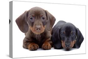 Portrait of Two Puppies of Dachshund-toloubaev-Stretched Canvas