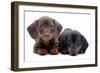 Portrait of Two Puppies of Dachshund-toloubaev-Framed Photographic Print