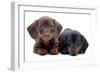 Portrait of Two Puppies of Dachshund-toloubaev-Framed Photographic Print