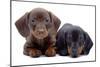 Portrait of Two Puppies of Dachshund-toloubaev-Mounted Photographic Print