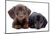 Portrait of Two Puppies of Dachshund-toloubaev-Mounted Photographic Print