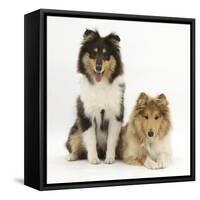 Portrait of Two Rough Collies, 5 Months-Mark Taylor-Framed Stretched Canvas