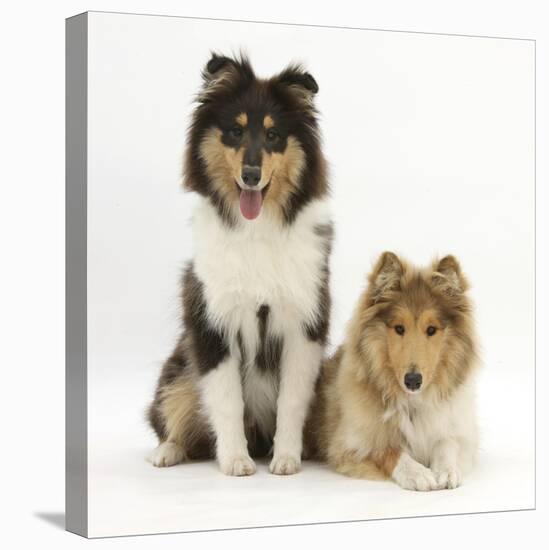 Portrait of Two Rough Collies, 5 Months-Mark Taylor-Stretched Canvas