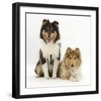 Portrait of Two Rough Collies, 5 Months-Mark Taylor-Framed Photographic Print