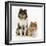 Portrait of Two Rough Collies, 5 Months-Mark Taylor-Framed Photographic Print