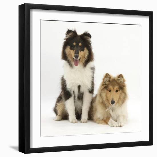 Portrait of Two Rough Collies, 5 Months-Mark Taylor-Framed Photographic Print