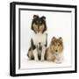 Portrait of Two Rough Collies, 5 Months-Mark Taylor-Framed Photographic Print