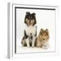 Portrait of Two Rough Collies, 5 Months-Mark Taylor-Framed Photographic Print