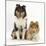 Portrait of Two Rough Collies, 5 Months-Mark Taylor-Mounted Photographic Print