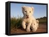 Portrait of Two White Lion Cub Siblings, One Laying Down and One with it's Paw Raised.-Karine Aigner-Framed Stretched Canvas