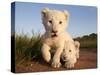 Portrait of Two White Lion Cub Siblings, One Laying Down and One with it's Paw Raised.-Karine Aigner-Stretched Canvas