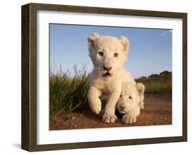 Portrait of Two White Lion Cub Siblings, One Laying Down and One with it's Paw Raised.-Karine Aigner-Framed Premium Photographic Print