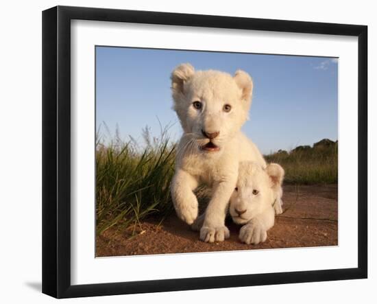 Portrait of Two White Lion Cub Siblings, One Laying Down and One with it's Paw Raised.-Karine Aigner-Framed Premium Photographic Print