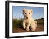 Portrait of Two White Lion Cub Siblings, One Laying Down and One with it's Paw Raised.-Karine Aigner-Framed Premium Photographic Print